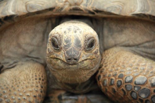 Aldabra giant tortoise (Aldabrachelys gigantea)